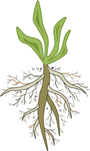 root-cause-analysis-weed